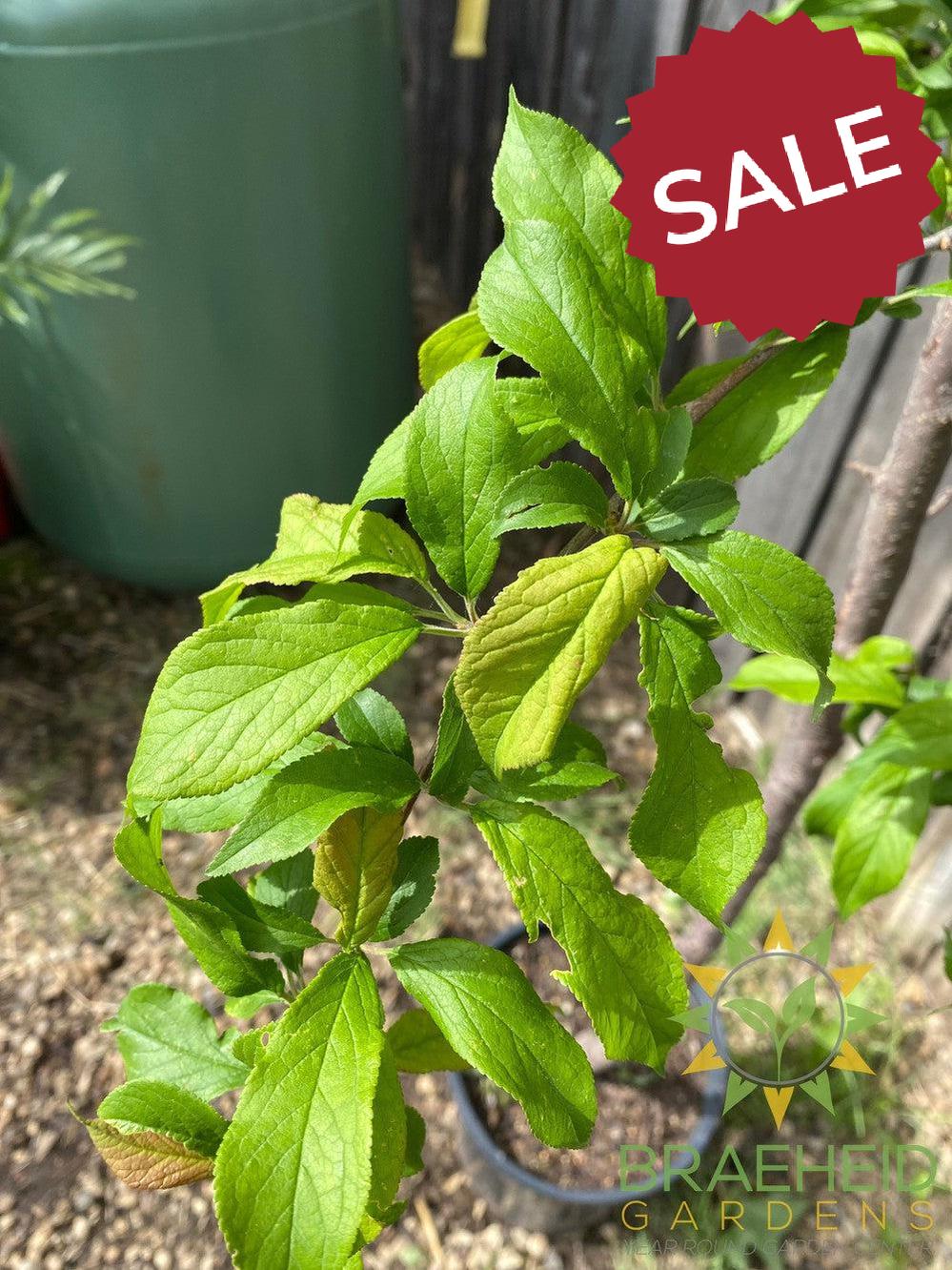 Tecumseh Plum- Tree for sale, Grown in Grande Prairie -Braeheid Gardens Ltd. on Emerson Trail