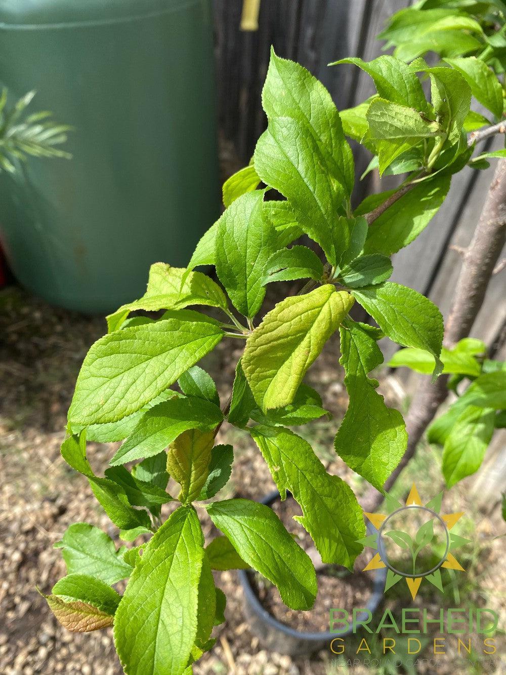 Tecumseh Plum- Tree for sale, Grown in Grande Prairie -Braeheid Gardens Ltd. on Emerson Trail