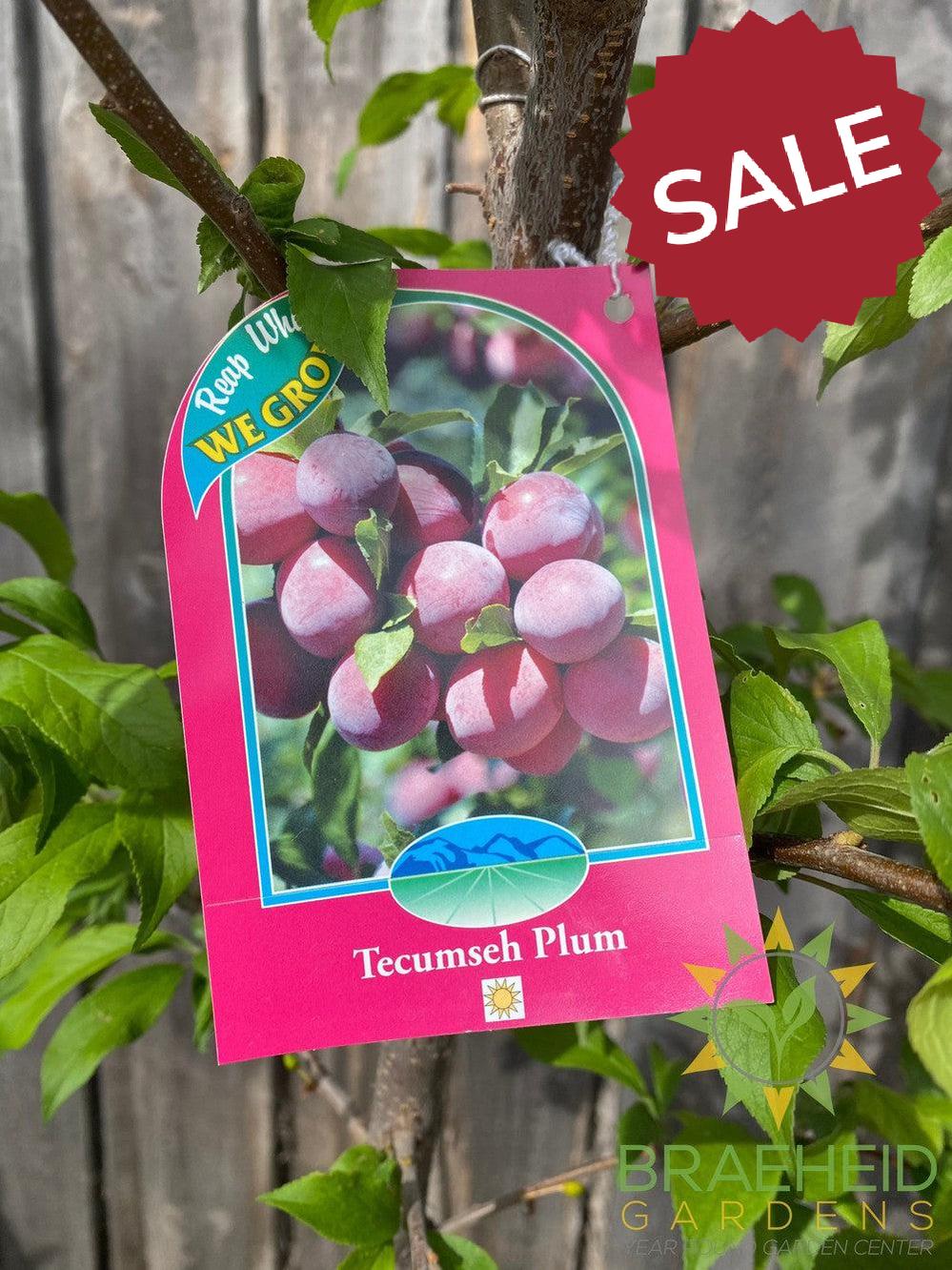 Tecumseh Plum- Tree for sale, Grown in Grande Prairie -Braeheid Gardens Ltd. on Emerson Trail