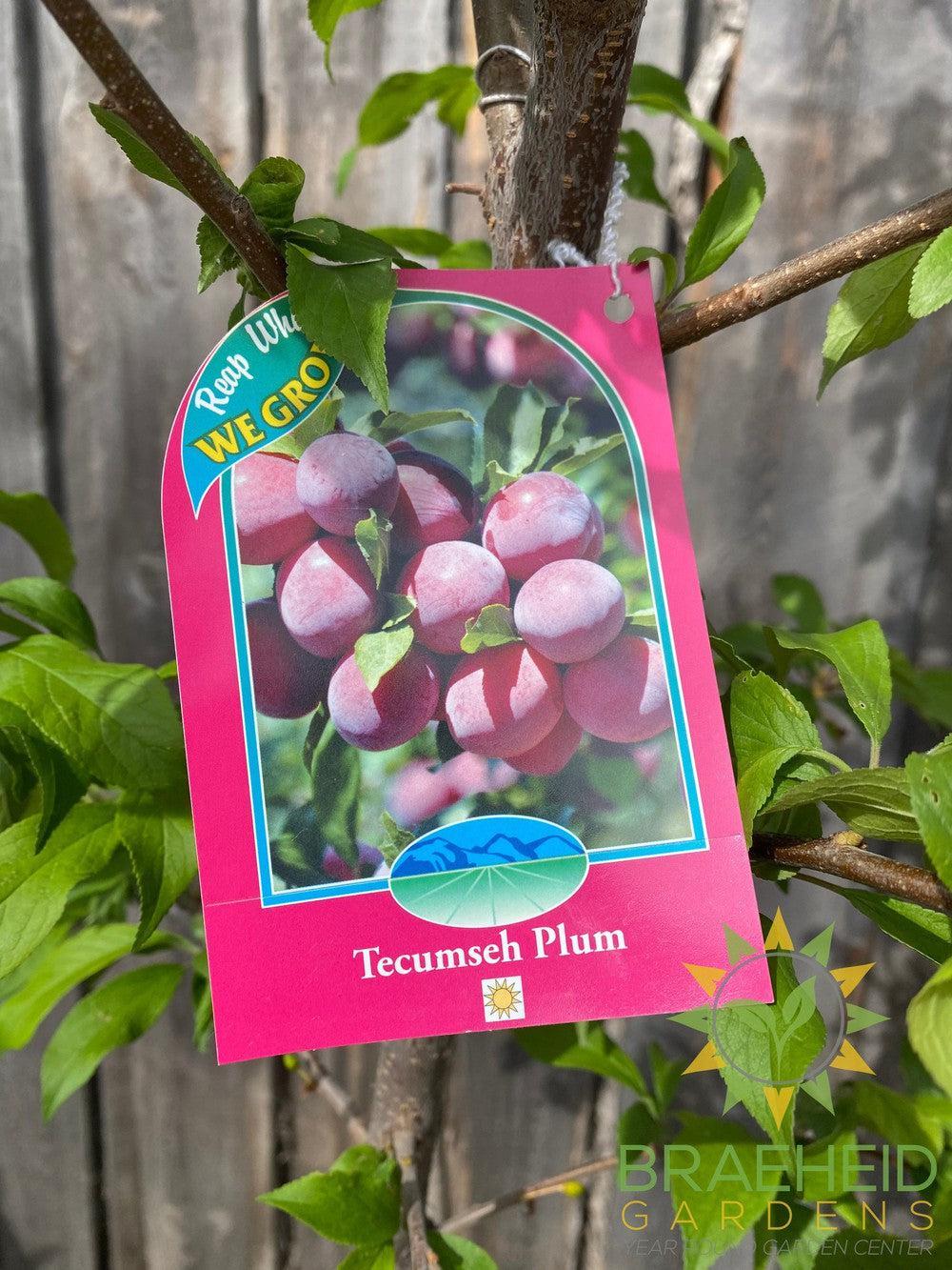 Tecumseh Plum- Tree for sale, Grown in Grande Prairie -Braeheid Gardens Ltd. on Emerson Trail