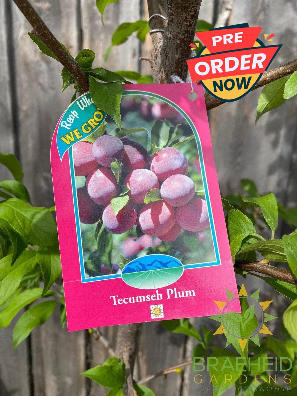 Tecumseh Plum- Tree for sale, Grown in Grande Prairie -Braeheid Gardens Ltd. on Emerson Trail