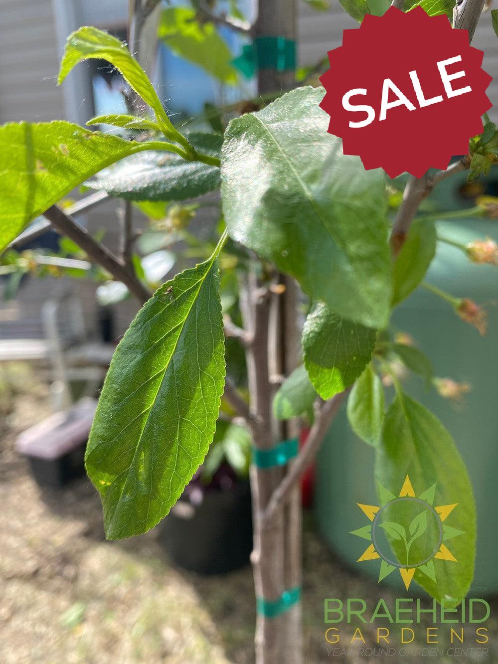 Romeo Cherry Tree- Tree for sale, Grown in Grande Prairie -Braeheid Gardens Ltd. on Emerson Trail
