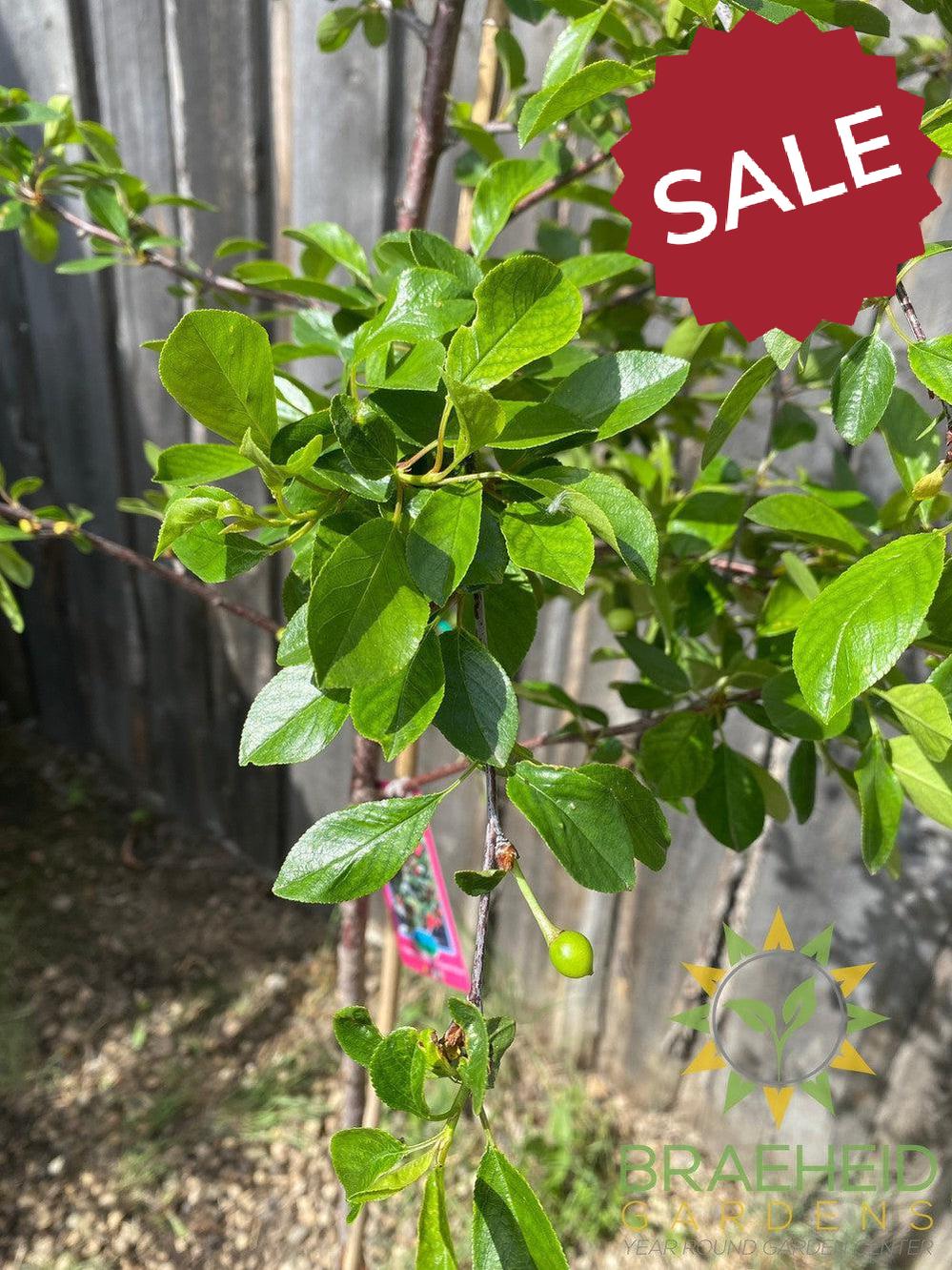 Crimson Passion Cherry Tree- Tree for sale, Grown in Grande Prairie -Braeheid Gardens Ltd. on Emerson Trail