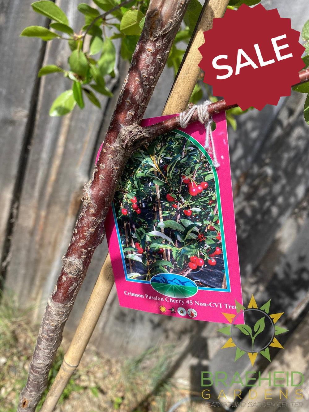 Crimson Passion Cherry Tree- Tree for sale, Grown in Grande Prairie -Braeheid Gardens Ltd. on Emerson Trail