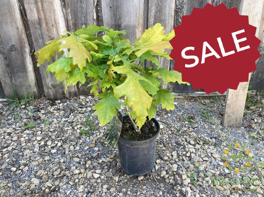 Bur Oak- Tree for sale, Grown in Grande Prairie -Braeheid Gardens Ltd. on Emerson Trail