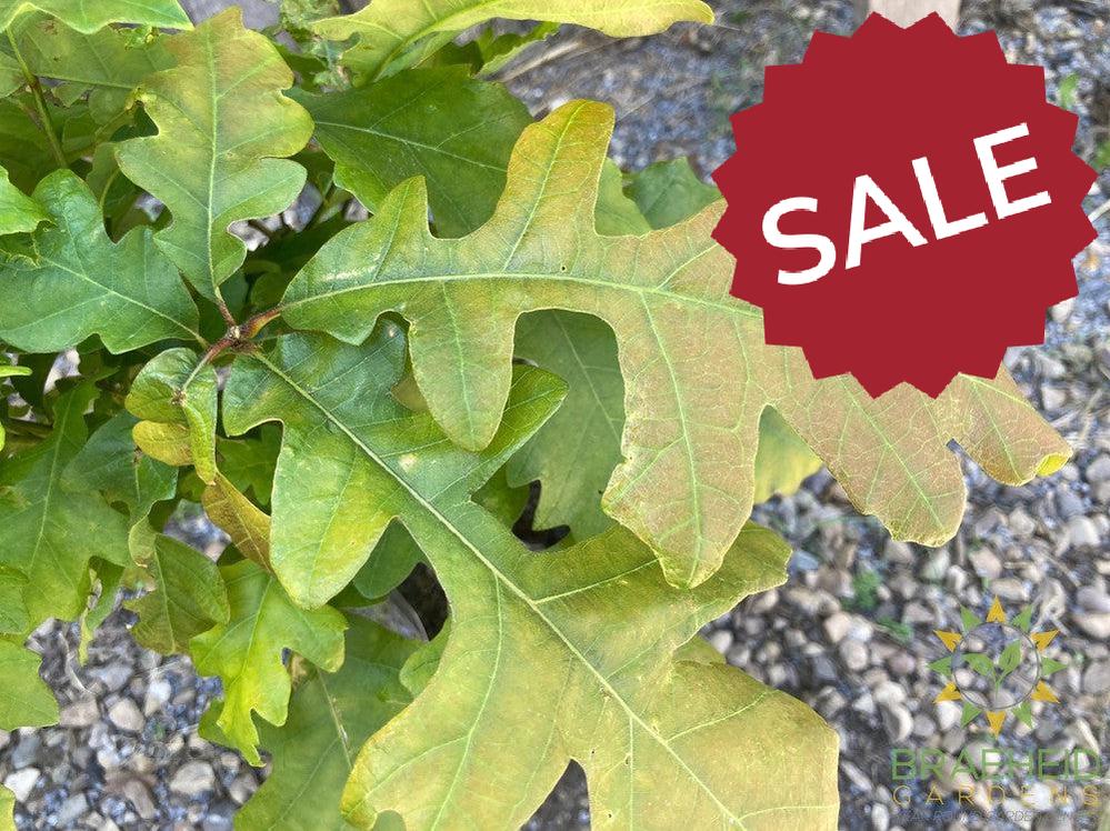 Bur Oak- Tree for sale, Grown in Grande Prairie -Braeheid Gardens Ltd. on Emerson Trail