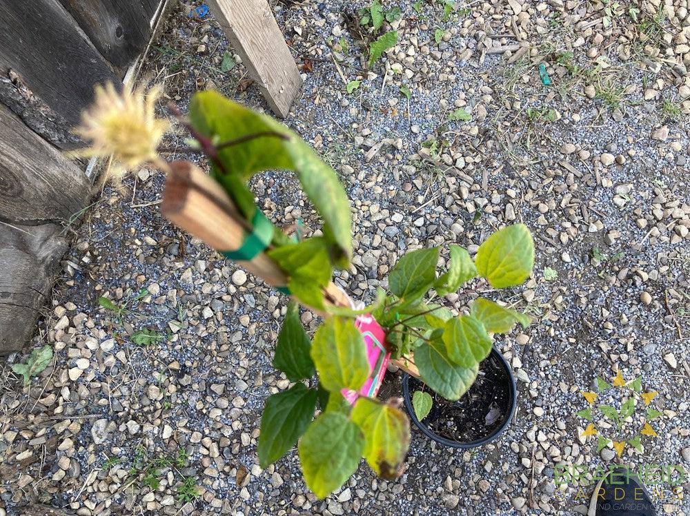 Ville De Lyon Clematis