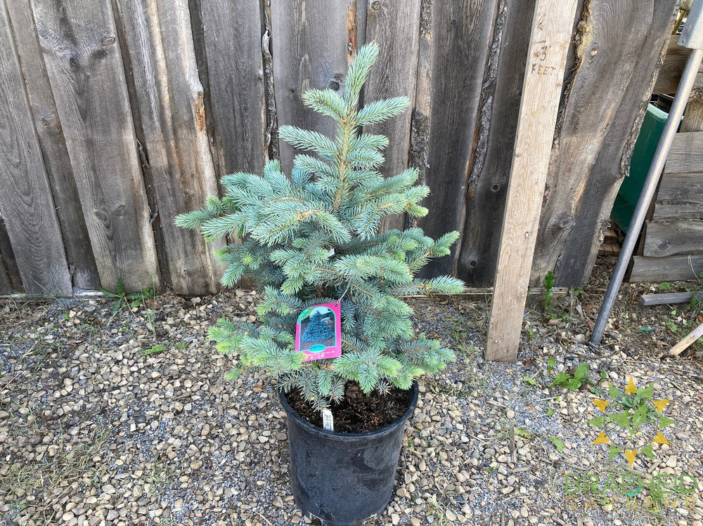 Baby Blue Eyes Spruce