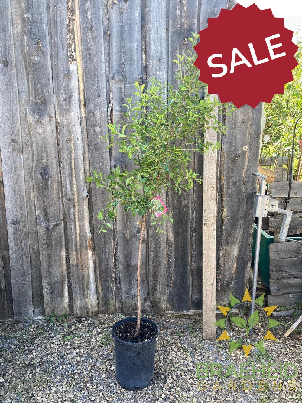 SK Carmine Jewel Cherry Tree- Tree for sale, Grown in Grande Prairie -Braeheid Gardens Ltd. on Emerson Trail