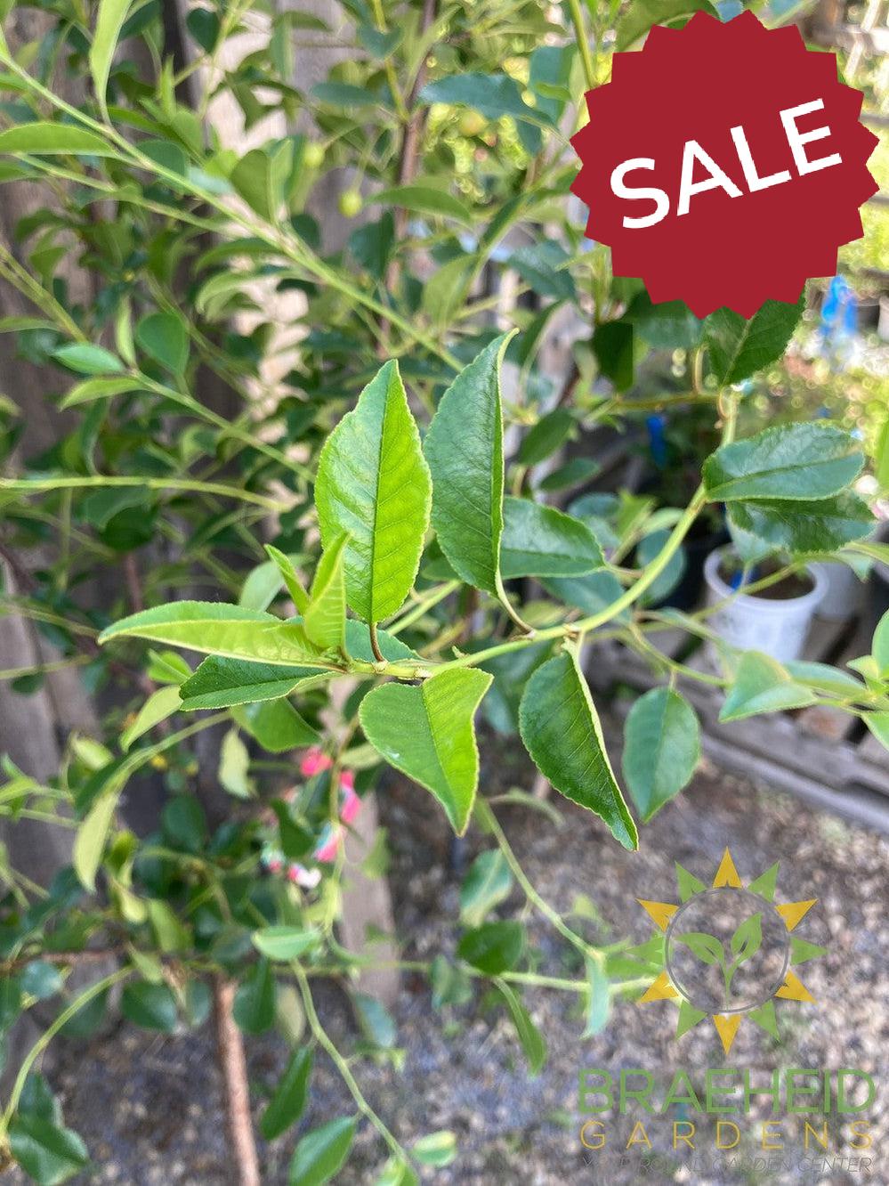 SK Carmine Jewel Cherry Tree- Tree for sale, Grown in Grande Prairie -Braeheid Gardens Ltd. on Emerson Trail