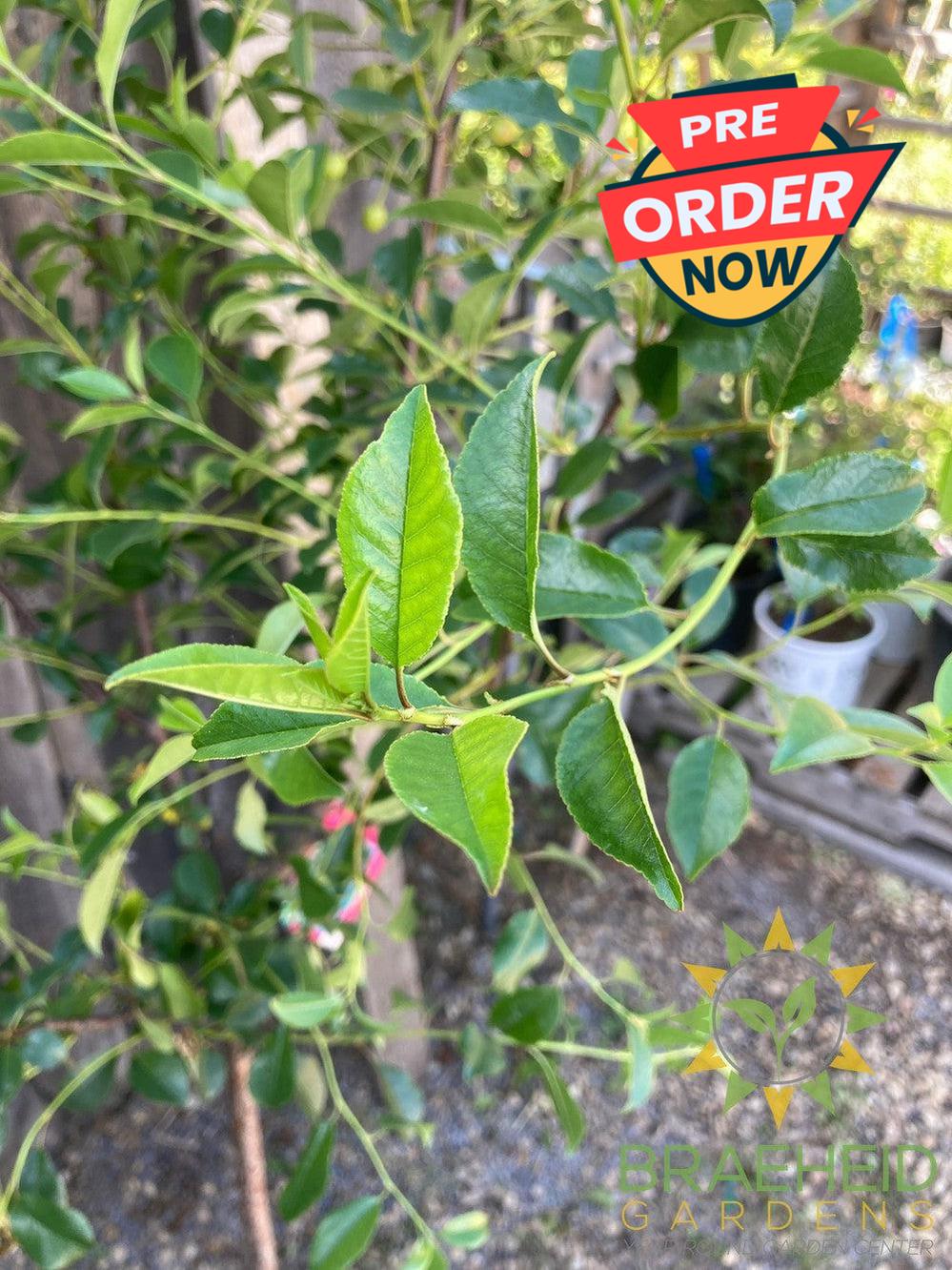 SK Carmine Jewel Cherry Tree- Tree for sale, Grown in Grande Prairie -Braeheid Gardens Ltd. on Emerson Trail