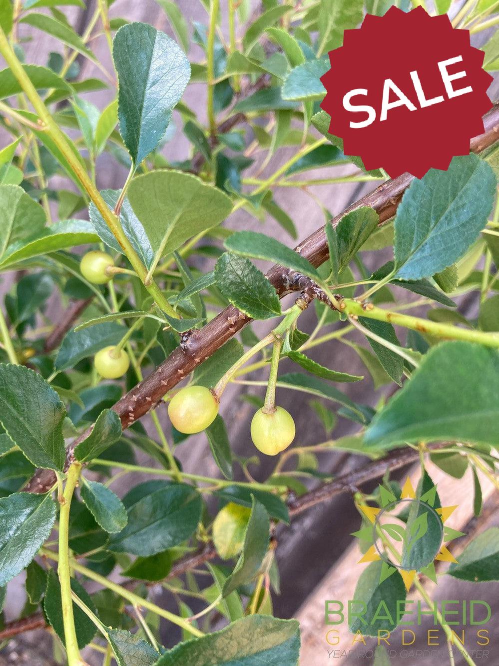 SK Carmine Jewel Cherry Tree- Tree for sale, Grown in Grande Prairie -Braeheid Gardens Ltd. on Emerson Trail