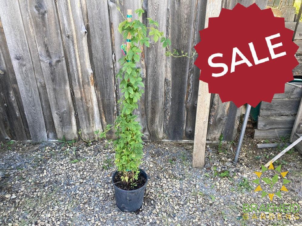ππΊ Wine & Beer Backyard Starter Kit β Auction #7