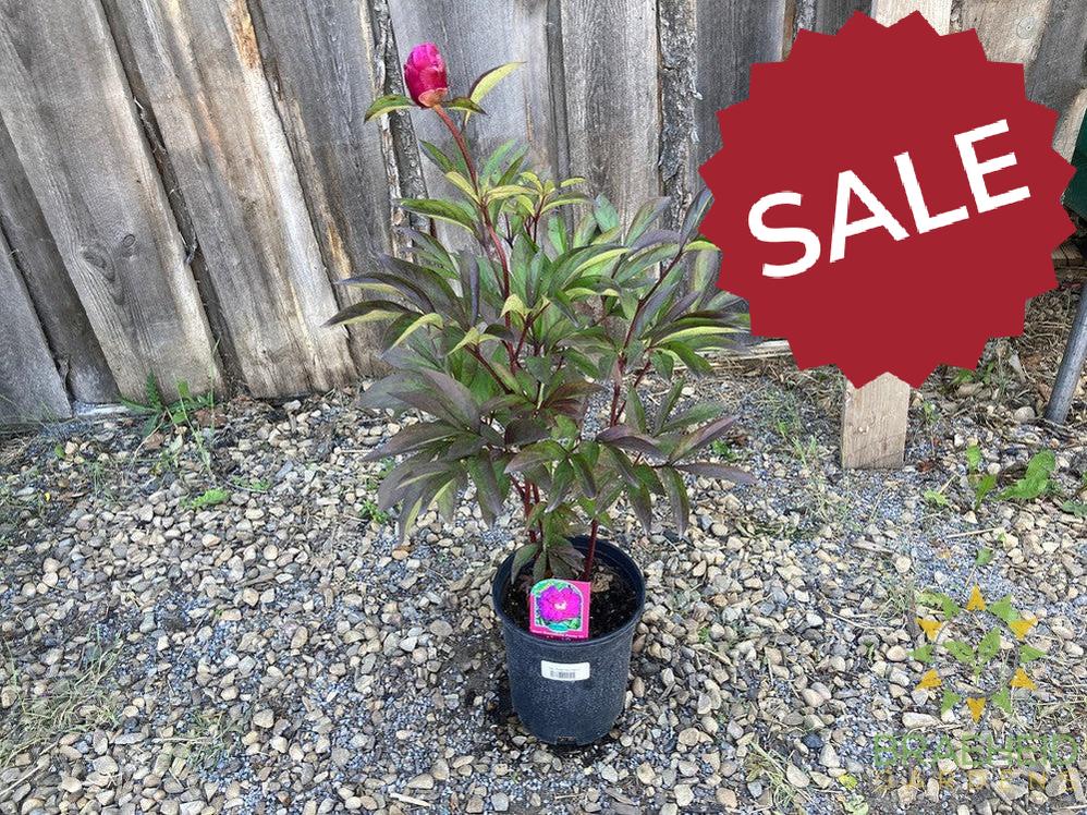 Sarah Bernhardt Peony - NO SHIP -