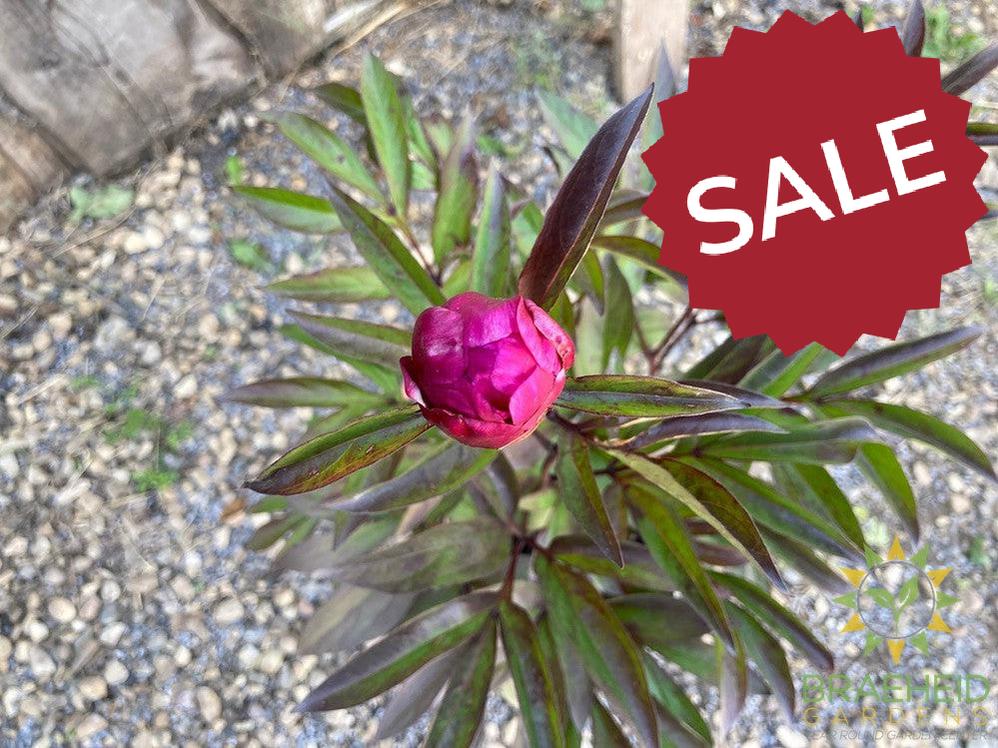 Sarah Bernhardt Peony - NO SHIP -