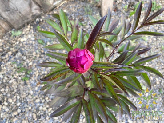 Sarah Bernhardt Peony - NO SHIP -