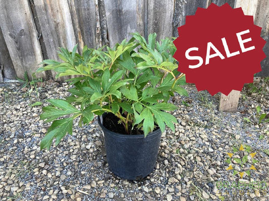 Sequestered Sunshine Itoh Peony - NO SHIP -
