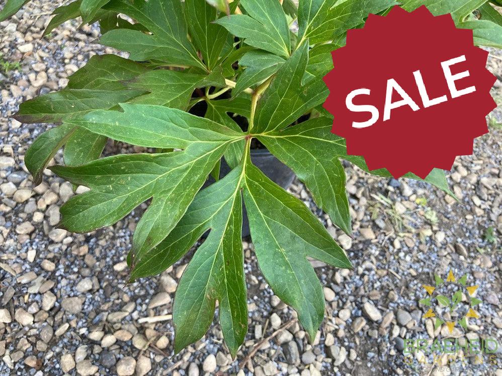 Sequestered Sunshine Itoh Peony - NO SHIP -