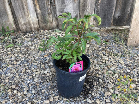 Pink Cameo Peony - NO SHIP -