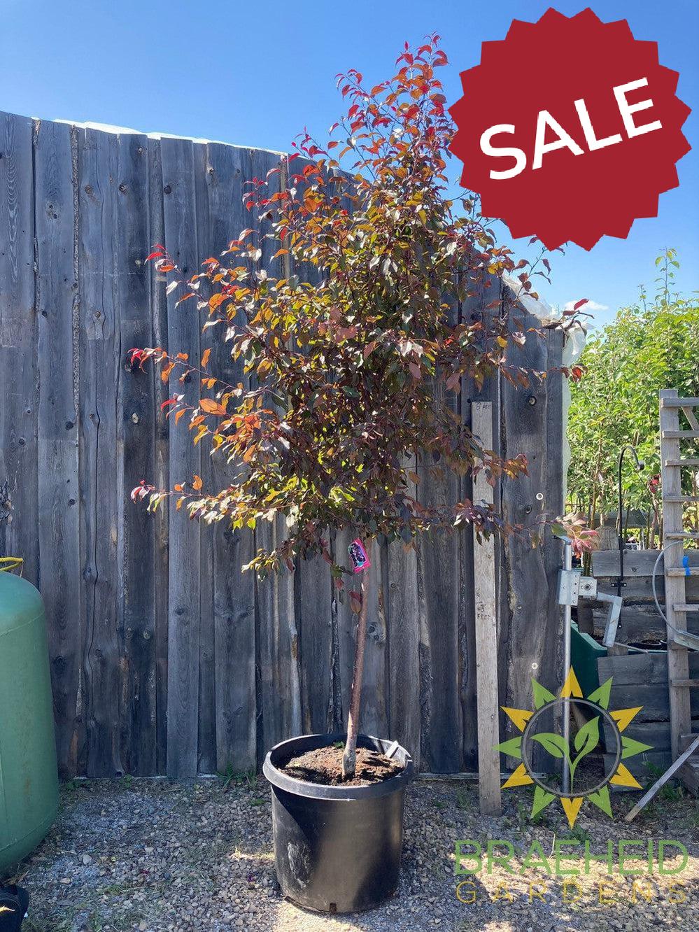 Pink Spires Flowering Crabapple- Tree for sale, Grown in Grande Prairie -Braeheid Gardens Ltd. on Emerson Trail