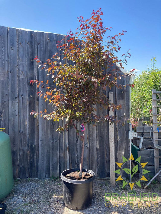 Pink Spires Flowering Crabapple- Tree for sale, Grown in Grande Prairie -Braeheid Gardens Ltd. on Emerson Trail