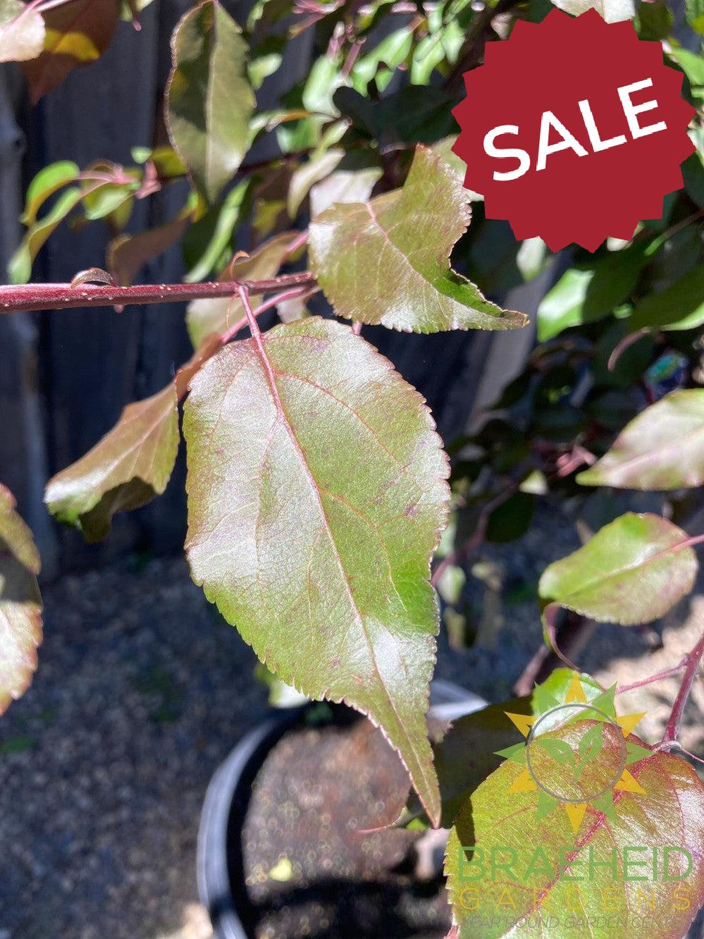 Pink Spires Flowering Crabapple- Tree for sale, Grown in Grande Prairie -Braeheid Gardens Ltd. on Emerson Trail