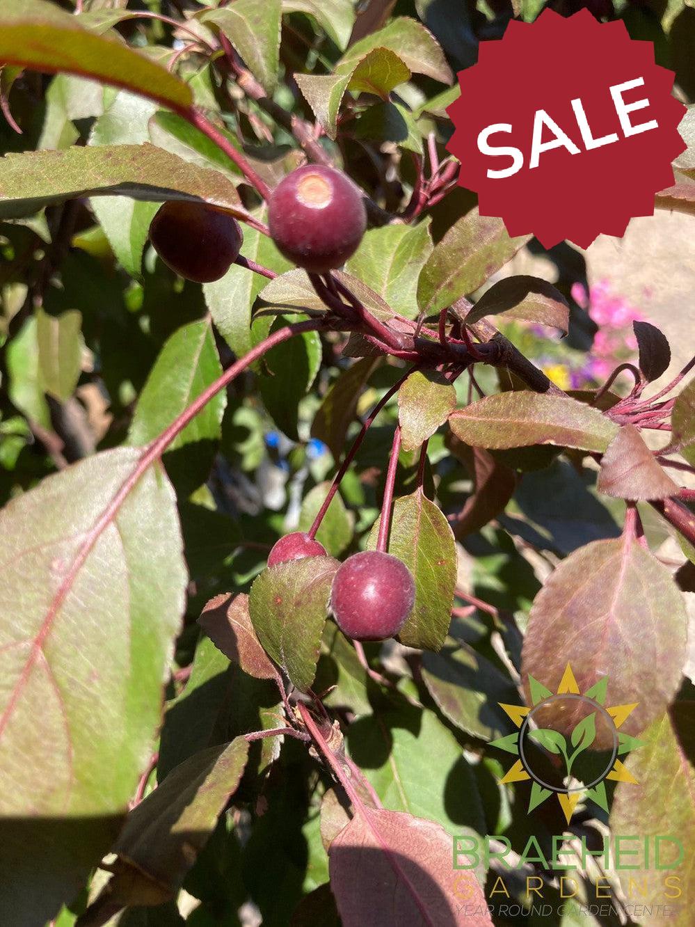 Pink Spires Flowering Crabapple- Tree for sale, Grown in Grande Prairie -Braeheid Gardens Ltd. on Emerson Trail