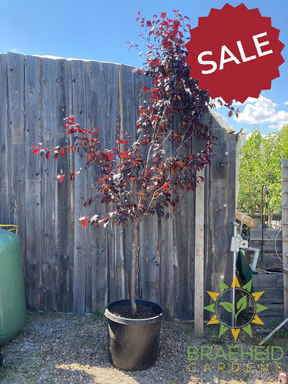 Royalty Flowering Crabapple- Tree for sale, Grown in Grande Prairie -Braeheid Gardens Ltd. on Emerson Trail