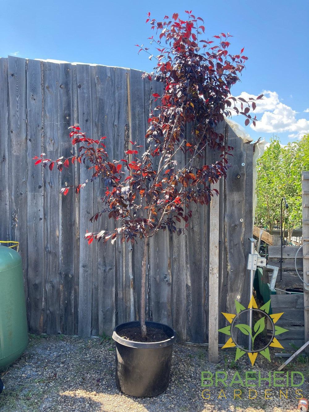 Royalty Flowering Crabapple- Tree for sale, Grown in Grande Prairie -Braeheid Gardens Ltd. on Emerson Trail