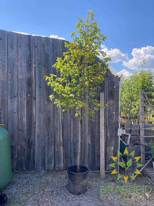Ironwood Tree- Tree for sale, Grown in Grande Prairie -Braeheid Gardens Ltd. on Emerson Trail