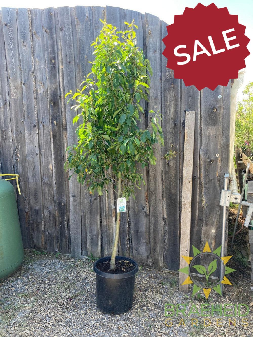 Spring Snow Crabapple (No-Fruit)- Tree for sale, Grown in Grande Prairie -Braeheid Gardens Ltd. on Emerson Trail