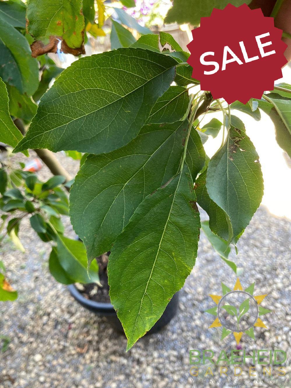 Spring Snow Crabapple (No-Fruit)- Tree for sale, Grown in Grande Prairie -Braeheid Gardens Ltd. on Emerson Trail