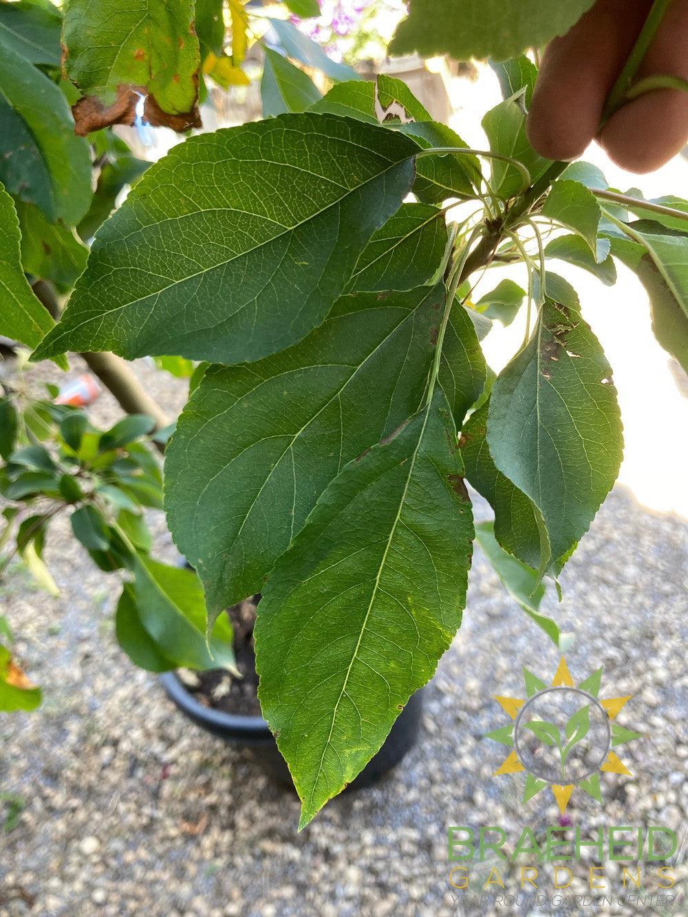 Spring Snow Crabapple (No-Fruit)- Tree for sale, Grown in Grande Prairie -Braeheid Gardens Ltd. on Emerson Trail