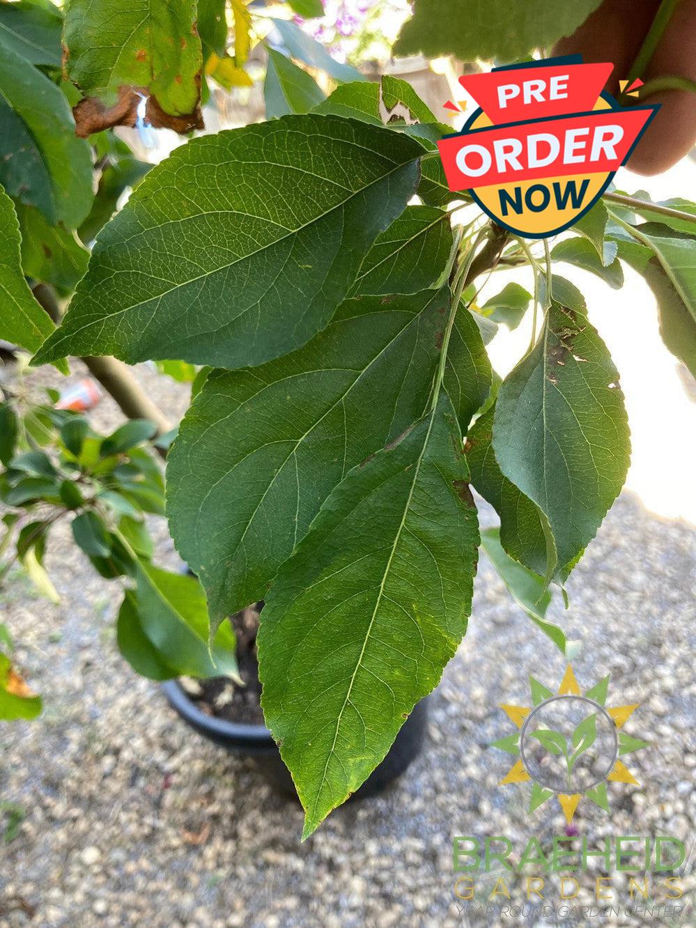 Spring Snow Crabapple (No-Fruit)- Tree for sale, Grown in Grande Prairie -Braeheid Gardens Ltd. on Emerson Trail