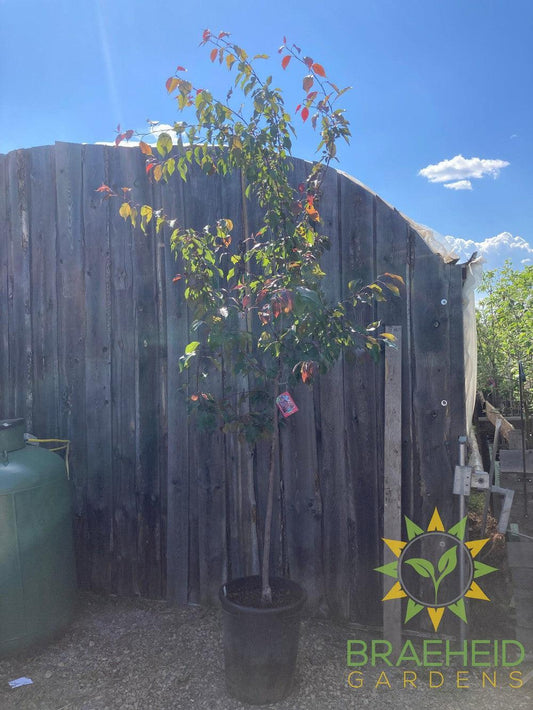 Selkirk Flowering Crabapple- Tree for sale, Grown in Grande Prairie -Braeheid Gardens Ltd. on Emerson Trail