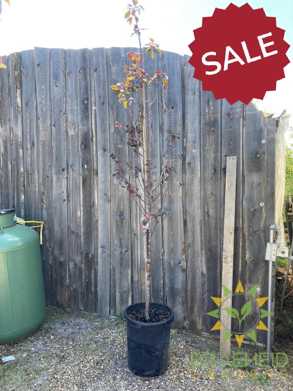 Gladiator® Rosybloom Crabapple- Tree for sale, Grown in Grande Prairie -Braeheid Gardens Ltd. on Emerson Trail