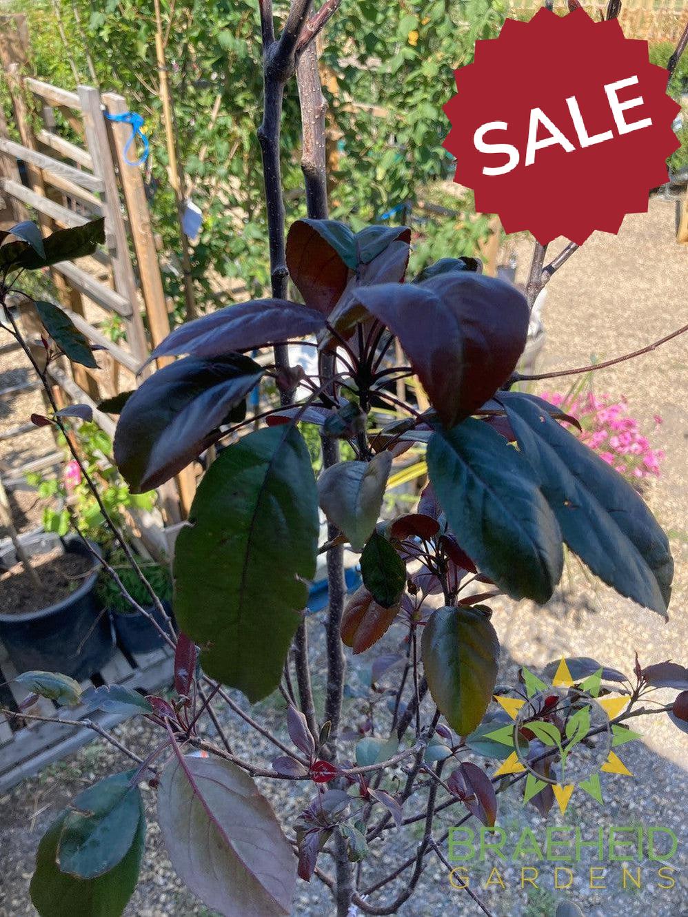 Gladiator® Rosybloom Crabapple- Tree for sale, Grown in Grande Prairie -Braeheid Gardens Ltd. on Emerson Trail