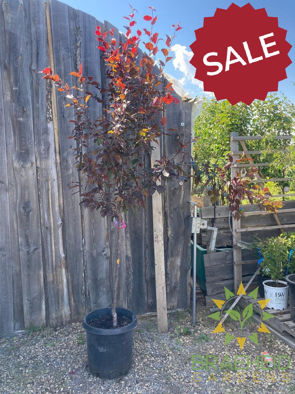 Thunderchild Flowering Crabapple- Tree for sale, Grown in Grande Prairie -Braeheid Gardens Ltd. on Emerson Trail