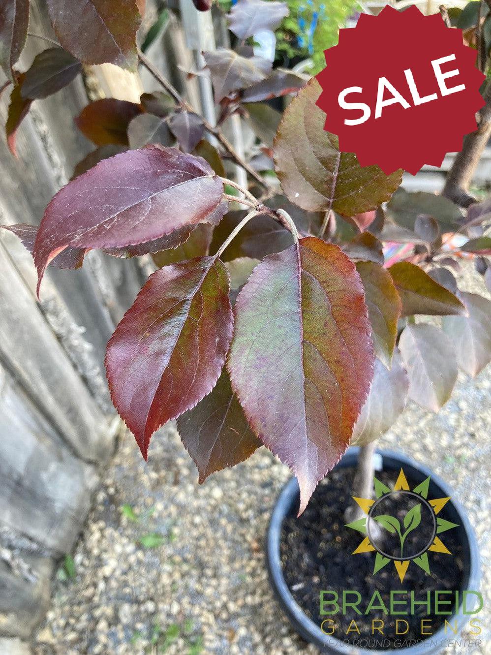 Thunderchild Flowering Crabapple- Tree for sale, Grown in Grande Prairie -Braeheid Gardens Ltd. on Emerson Trail