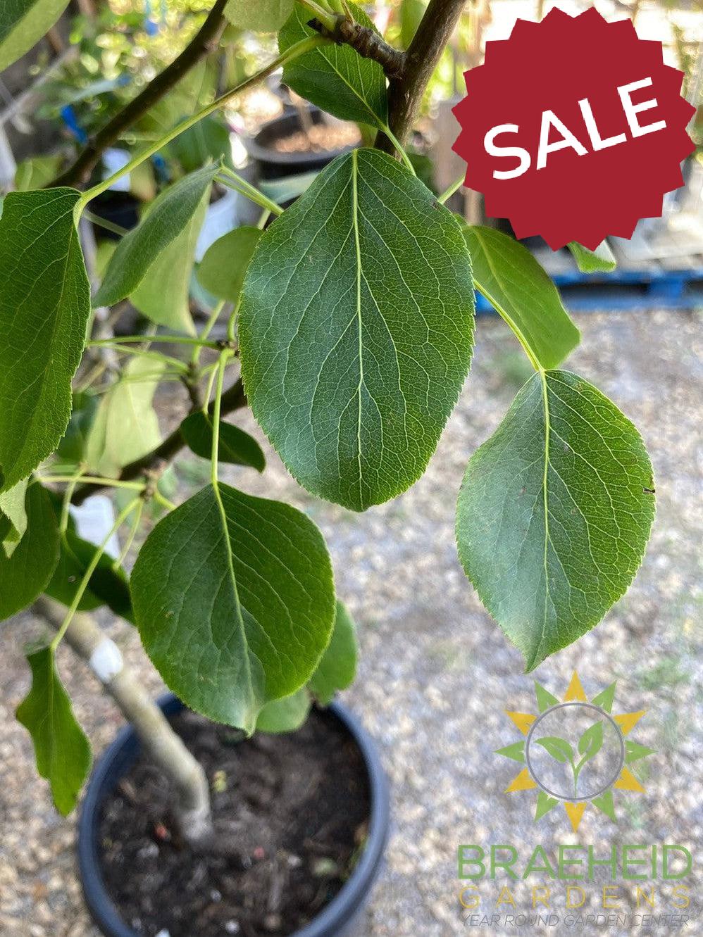 Early Gold Pear- Tree for sale, Grown in Grande Prairie -Braeheid Gardens Ltd. on Emerson Trail