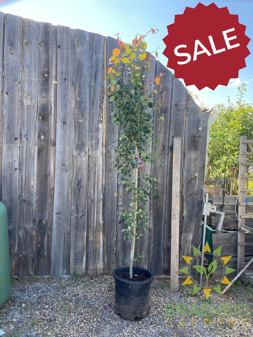 Swedish Columnar Aspen- Tree for sale, Grown in Grande Prairie -Braeheid Gardens Ltd. on Emerson Trail