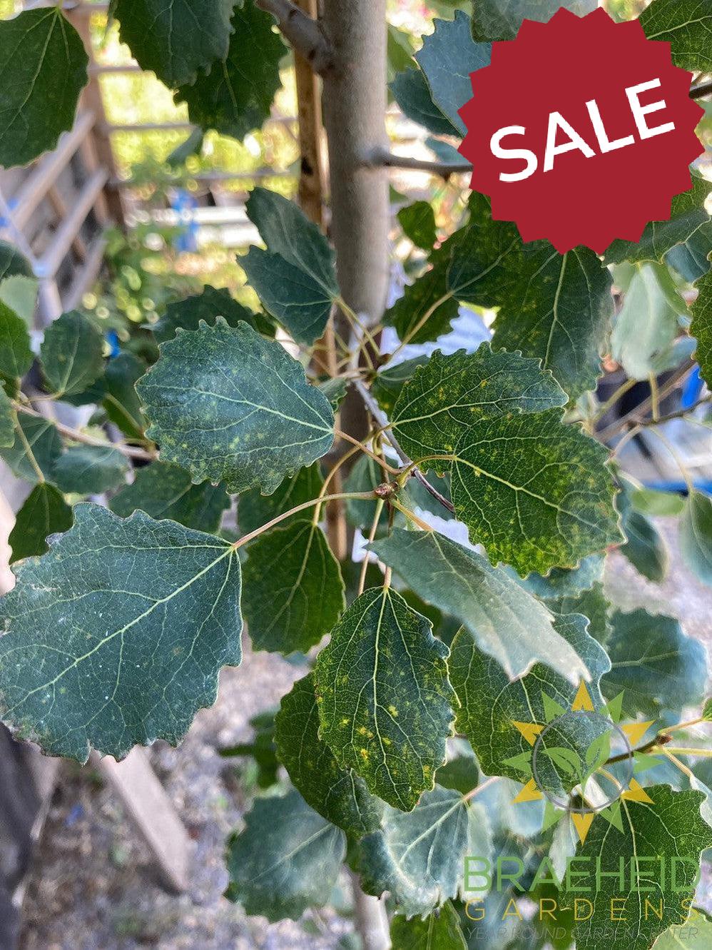 Swedish Columnar Aspen- Tree for sale, Grown in Grande Prairie -Braeheid Gardens Ltd. on Emerson Trail
