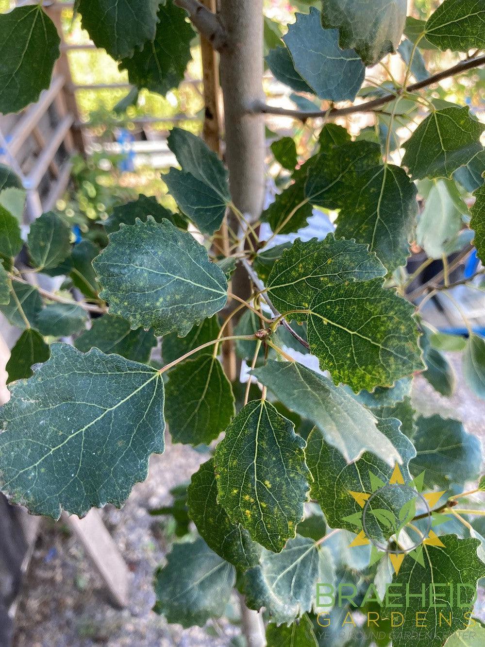 Swedish Columnar Aspen- Tree for sale, Grown in Grande Prairie -Braeheid Gardens Ltd. on Emerson Trail