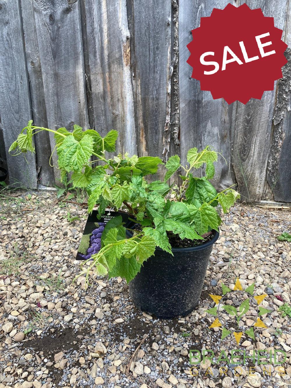 Buy Valiant Grape an Vine in Grande Prairie Alberta - Braeheid Gardens Ltd.