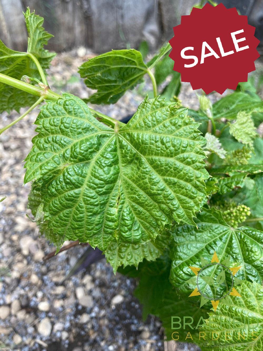 Buy Valiant Grape an Vine in Grande Prairie Alberta - Braeheid Gardens Ltd.