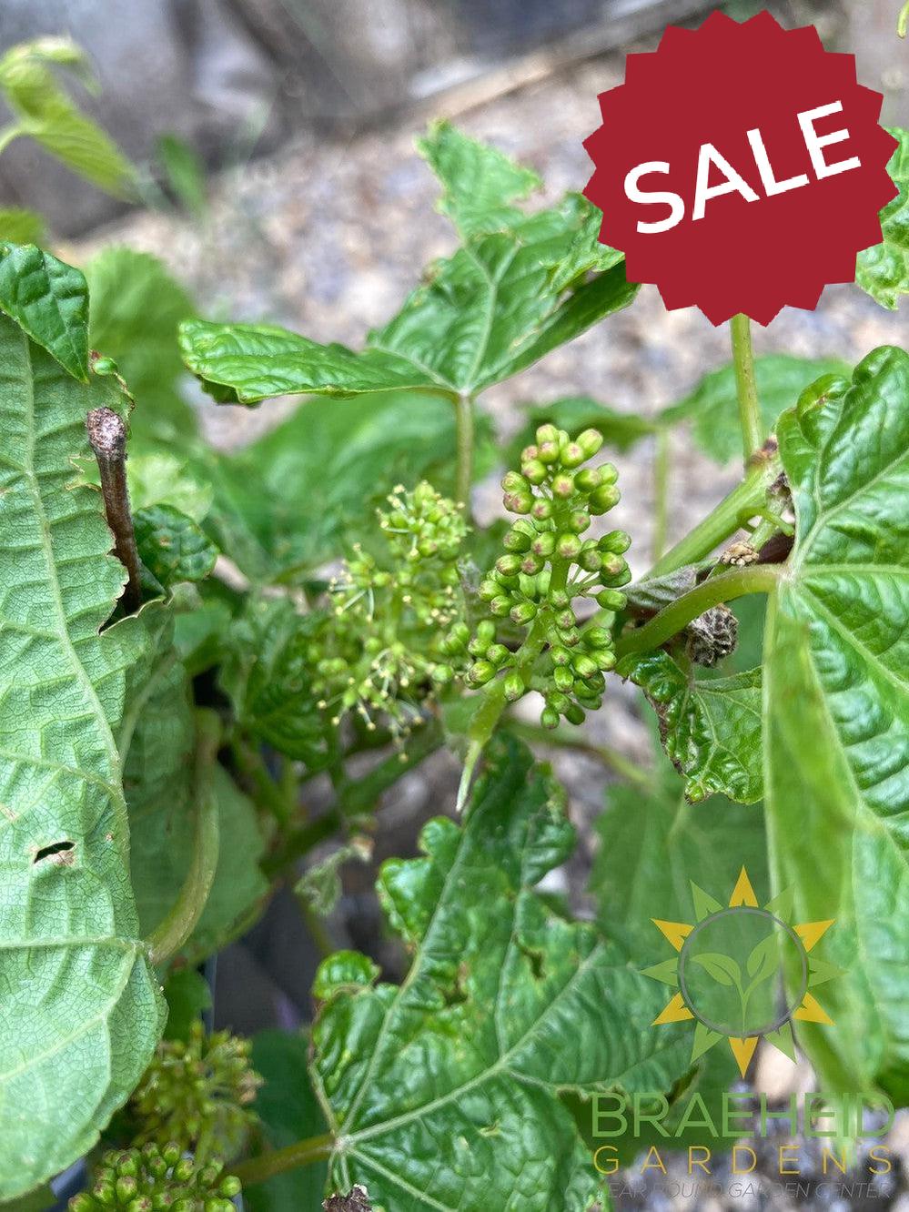 Buy Valiant Grape an Vine in Grande Prairie Alberta - Braeheid Gardens Ltd.