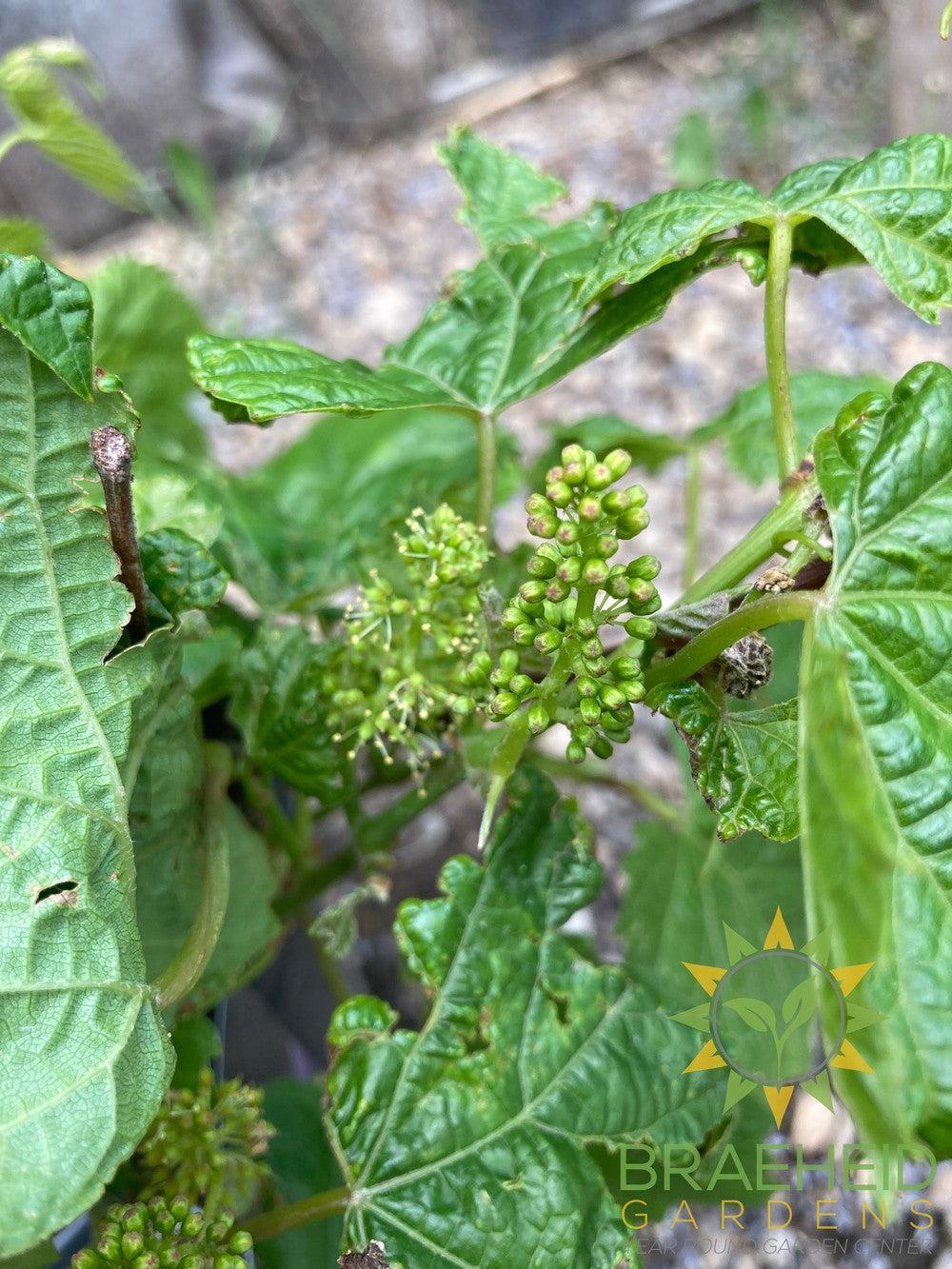 Buy Valiant Grape an Vine in Grande Prairie Alberta - Braeheid Gardens Ltd.