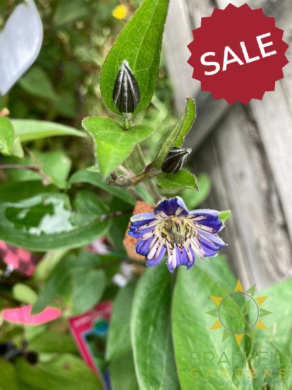 Sapphire Indigo Clematis