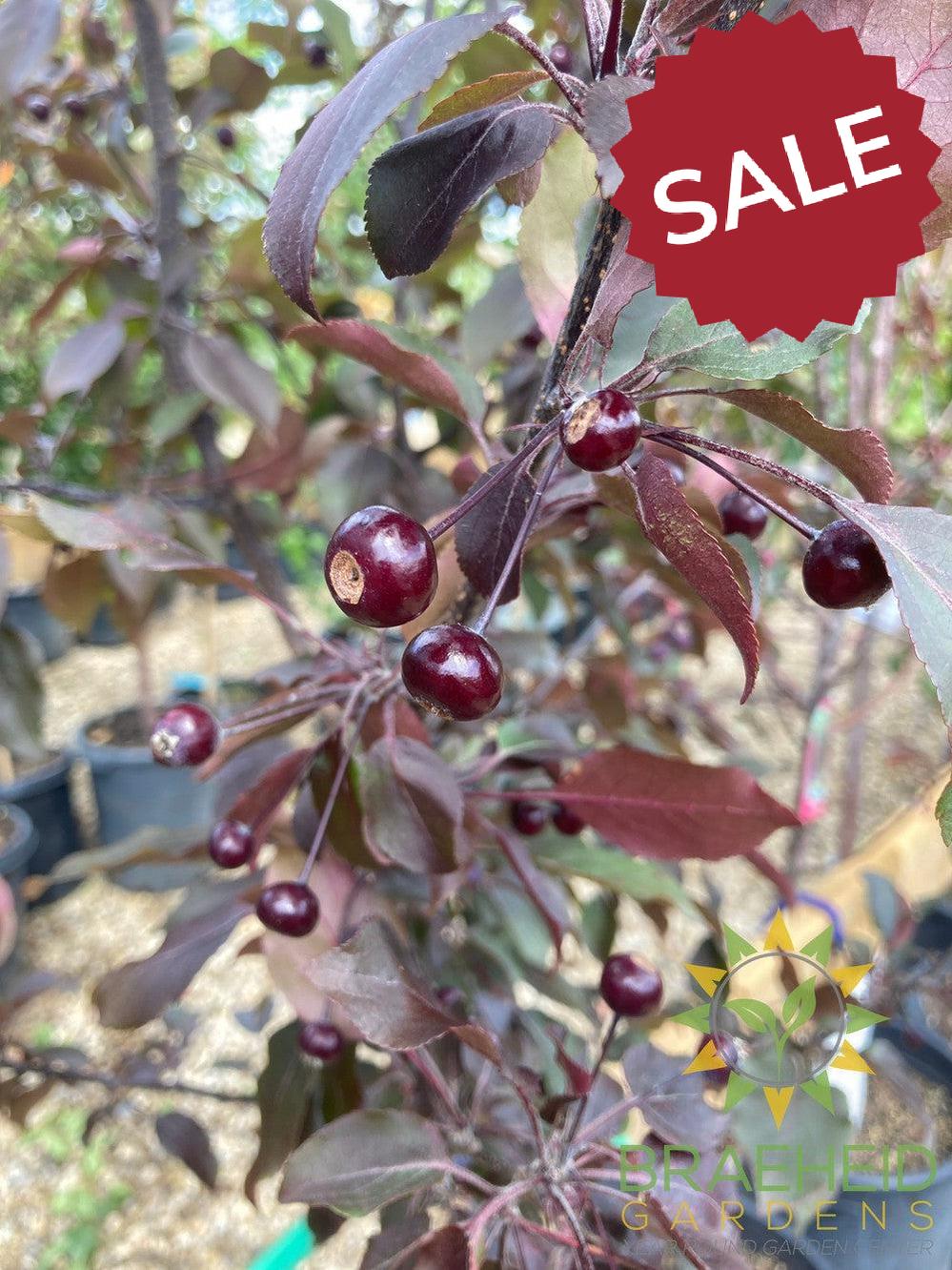 Thunderchild Flowering Crabapple- Tree for sale, Grown in Grande Prairie -Braeheid Gardens Ltd. on Emerson Trail