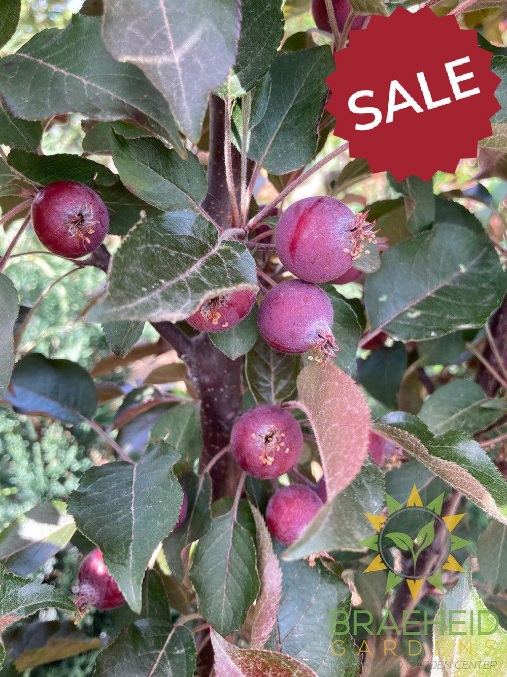 Purple Spire® Columnar Crabapple- Tree for sale, Grown in Grande Prairie -Braeheid Gardens Ltd. on Emerson Trail